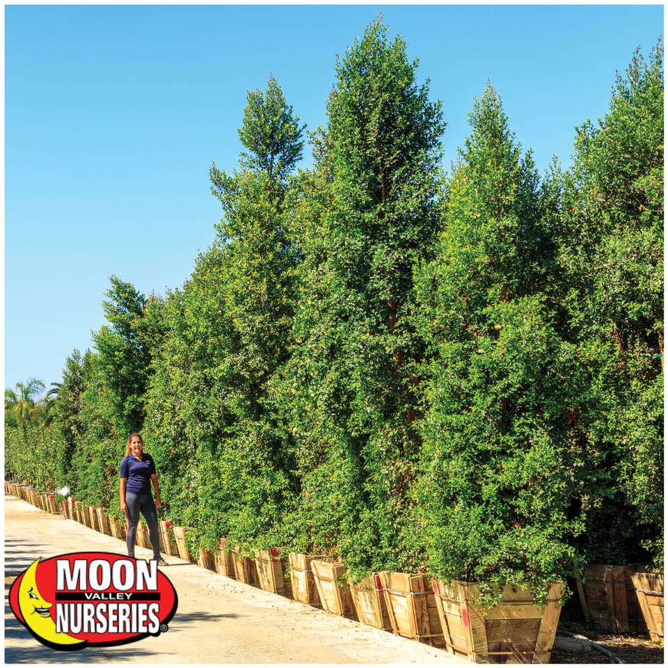 AZ Tree of The Week Indian Laurel Column